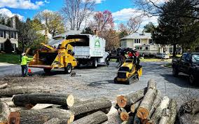 Why Choose Our Tree Removal Services in Day Valley, CA?