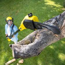 Trusted Day Valley, CA  Tree Services Experts