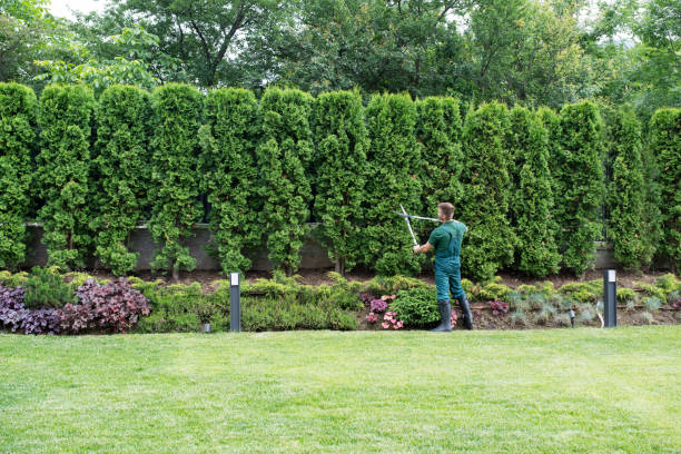 Organic Lawn Care Solutions in Day Valley, CA